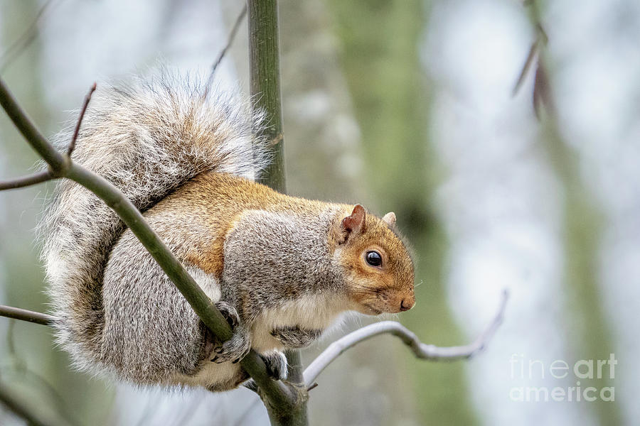 Perching Squirrel Photograph by Nancy Gleason