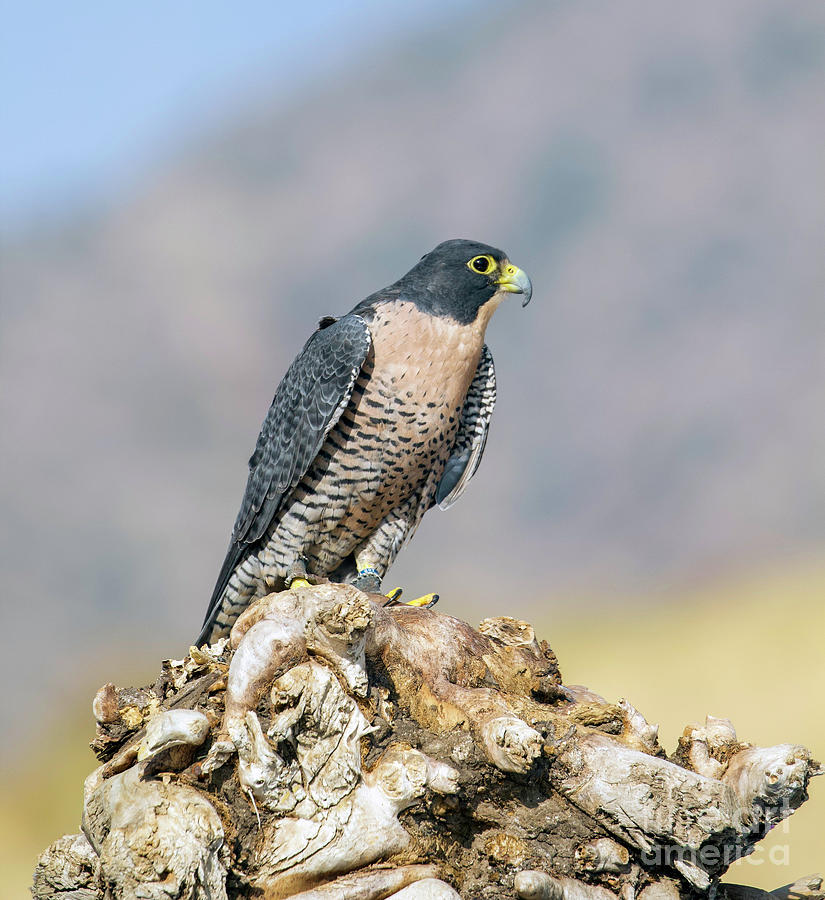 Peregrine Falcon #1 Photograph by Shirley Dutchkowski
