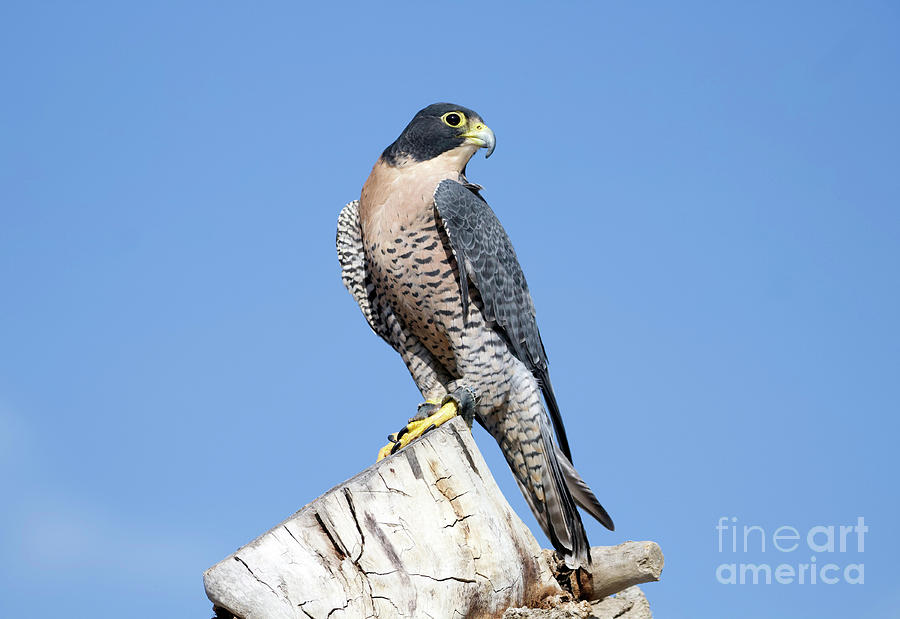 Peregrine Falcon #10 Photograph by Shirley Dutchkowski