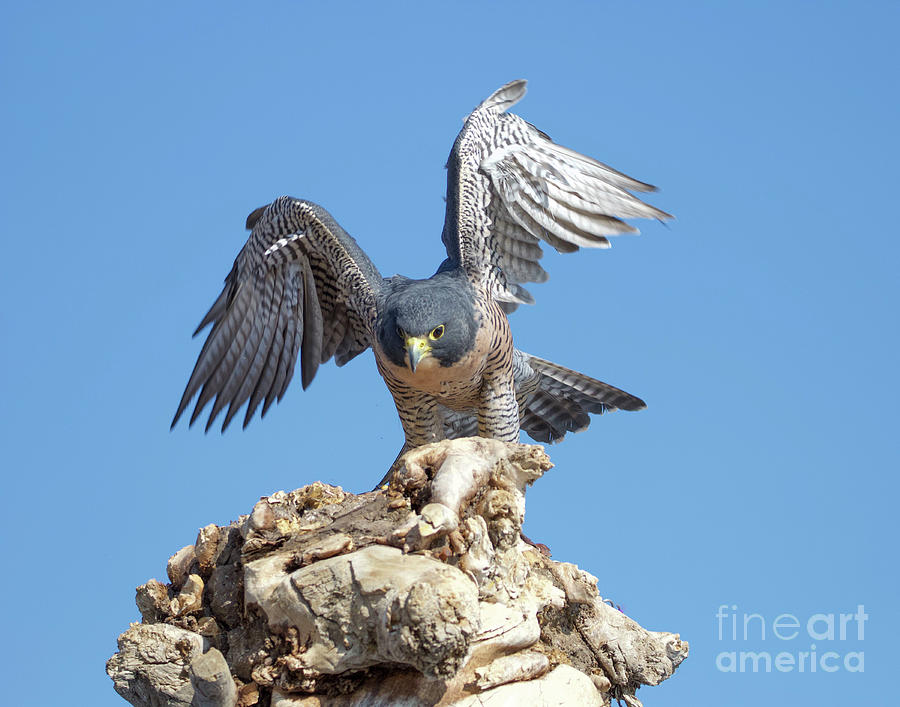 Peregrine Falcon #3 Photograph by Shirley Dutchkowski