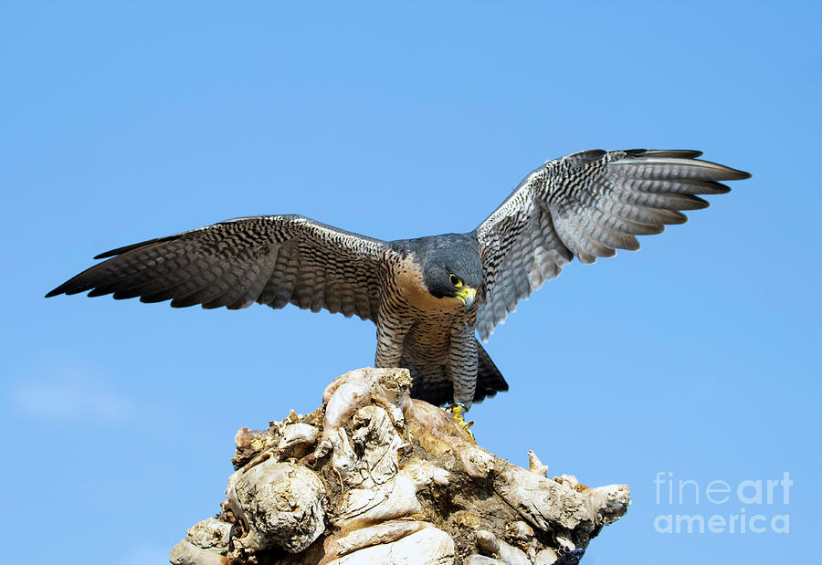 Peregrine Falcon #5 Photograph by Shirley Dutchkowski