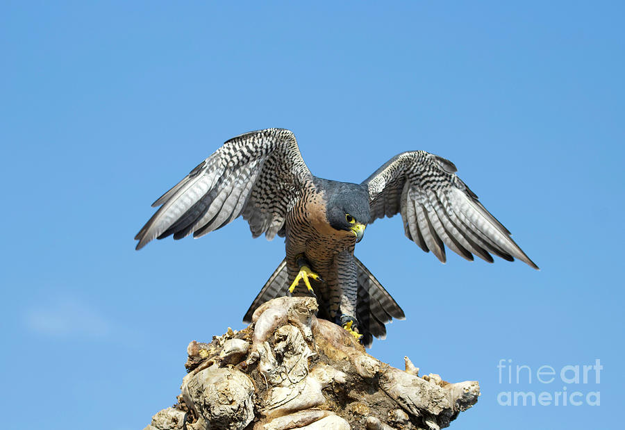 Peregrine Falcon #7 Photograph by Shirley Dutchkowski