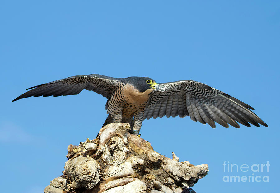 Peregrine Falcon #8 Photograph by Shirley Dutchkowski