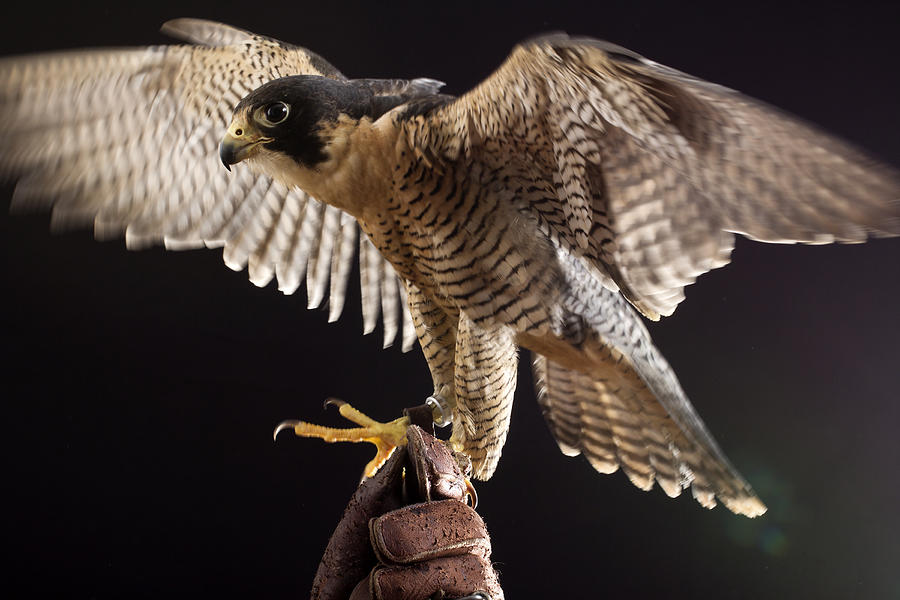 Peregrine falcon Photograph by Arturogi