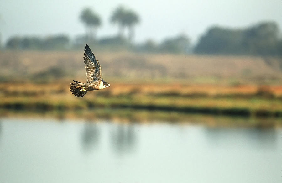 Peregrine Falcon at Bolsa Chica Ecological Reserve Photograph by Ram Vasudev