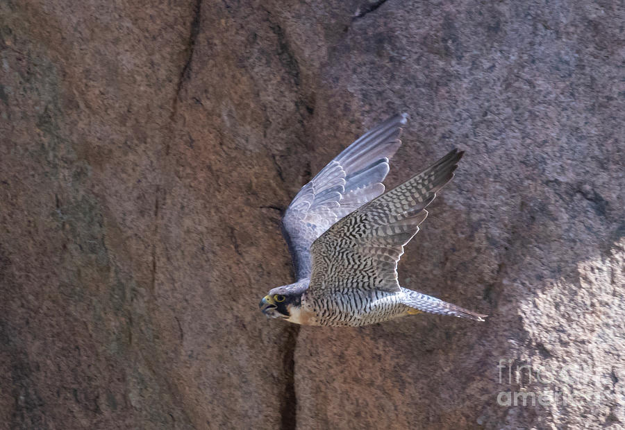 Peregrine Falcon by Cliffs Photograph by Steven Krull