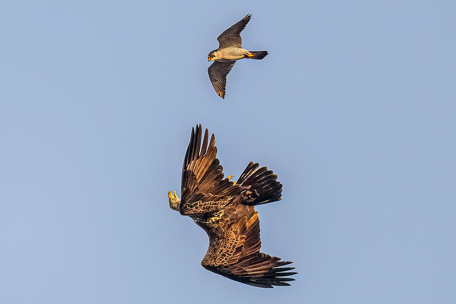 Peregrine Falcon Chasing Bald Eagle #2 Photograph By Morris Finkelstein ...