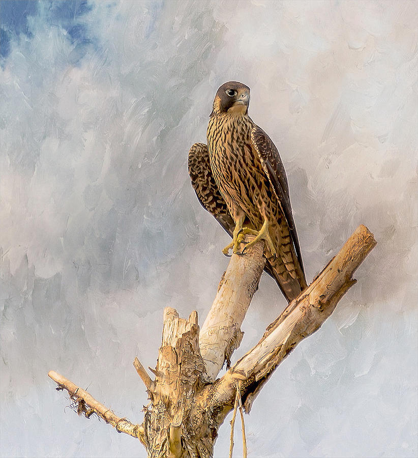 Peregrine Falcon Photograph by Connie Krause Fine Art America