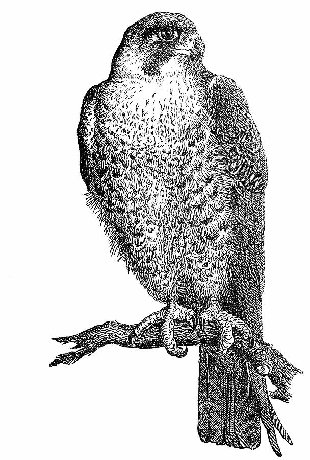 Peregrine Falcon (Falco Peregrinus) Drawing by Ilbusca