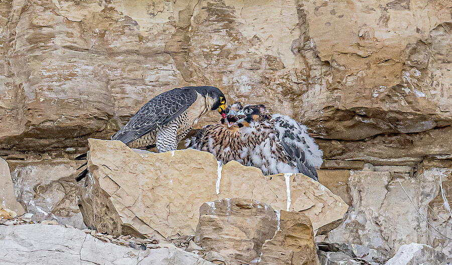 Peregrine Falcon Feeding Chicks Photograph By Morris Finkelstein