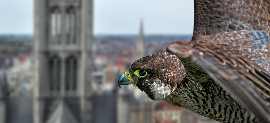 Peregrine Falcon Flying over City Photograph by Arterra Picture Library