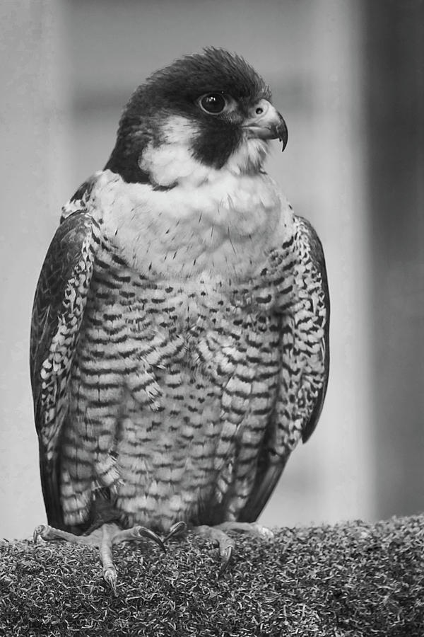 Peregrine Falcon I in Black and White Photograph by Nicola Nobile