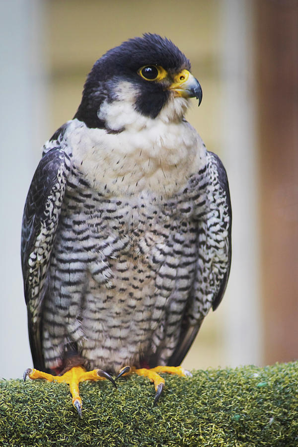 Peregrine Falcon I Photograph by Nicola Nobile