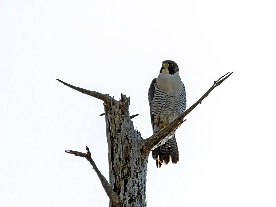 Peregrine Falcon in a Snag Photograph by Loree Johnson