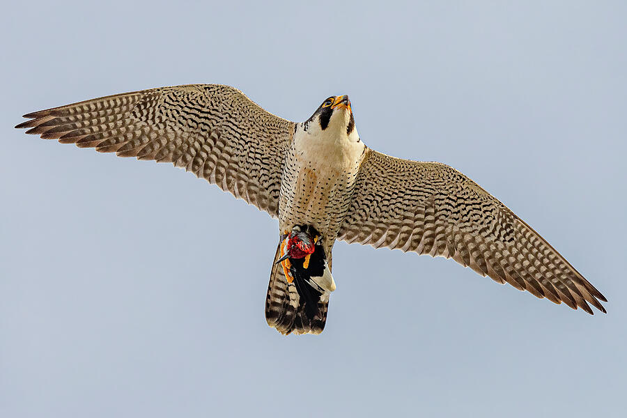 Falcon Photograph - Peregrine Falcon In Flight #3 by Morris Finkelstein