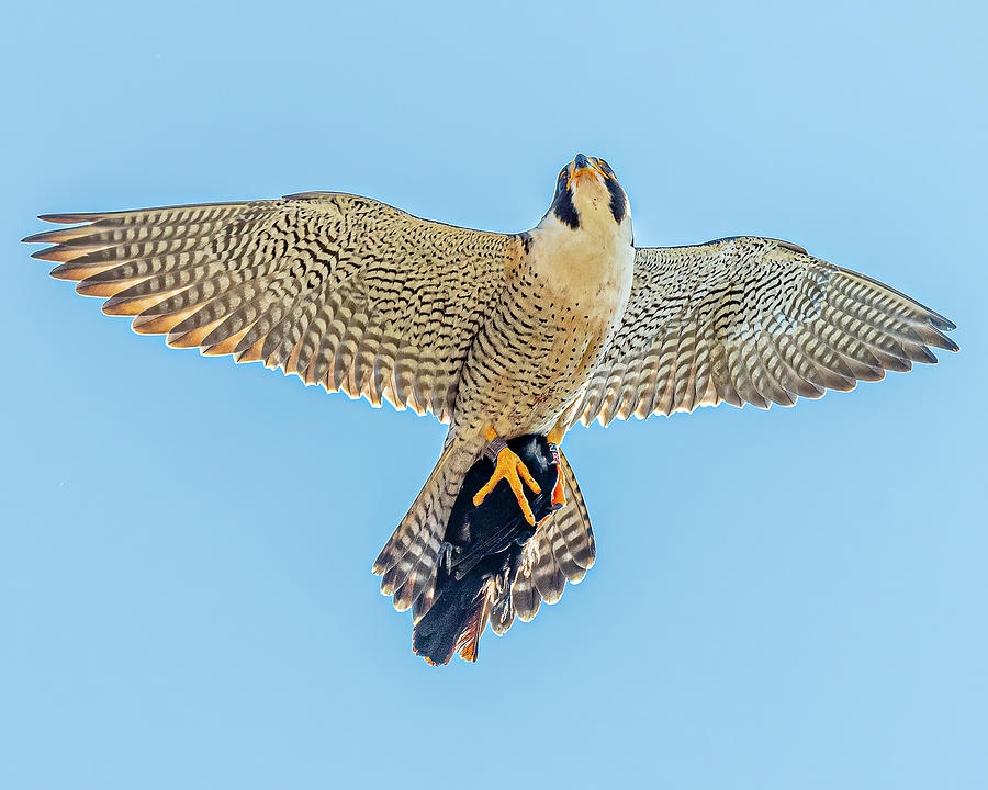 paragon falcon