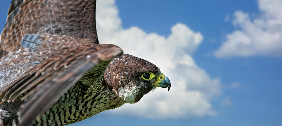 Peregrine Falcon in Flight Photograph by Arterra Picture Library