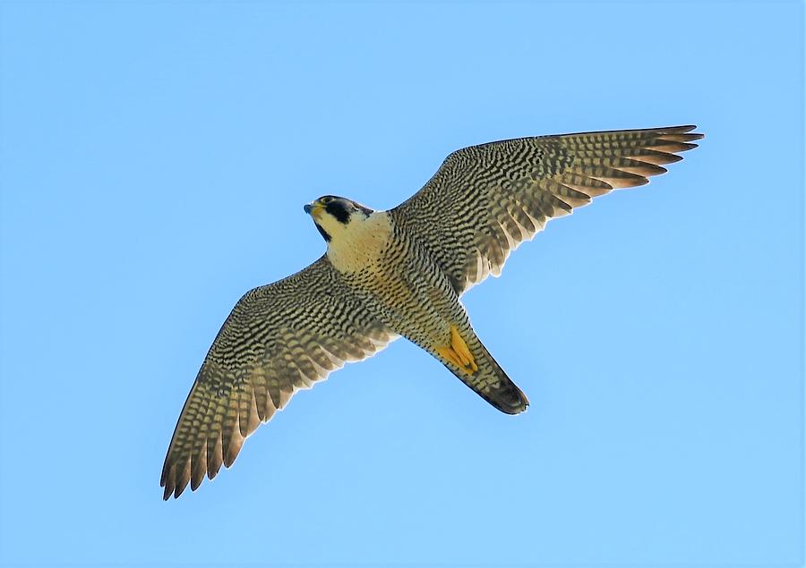 Peregrine Falcon in Flight Photograph by Jo-Ann Matthews - Fine Art America