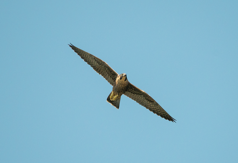 Peregrine Falcon in Flight Photograph by Loree Johnson