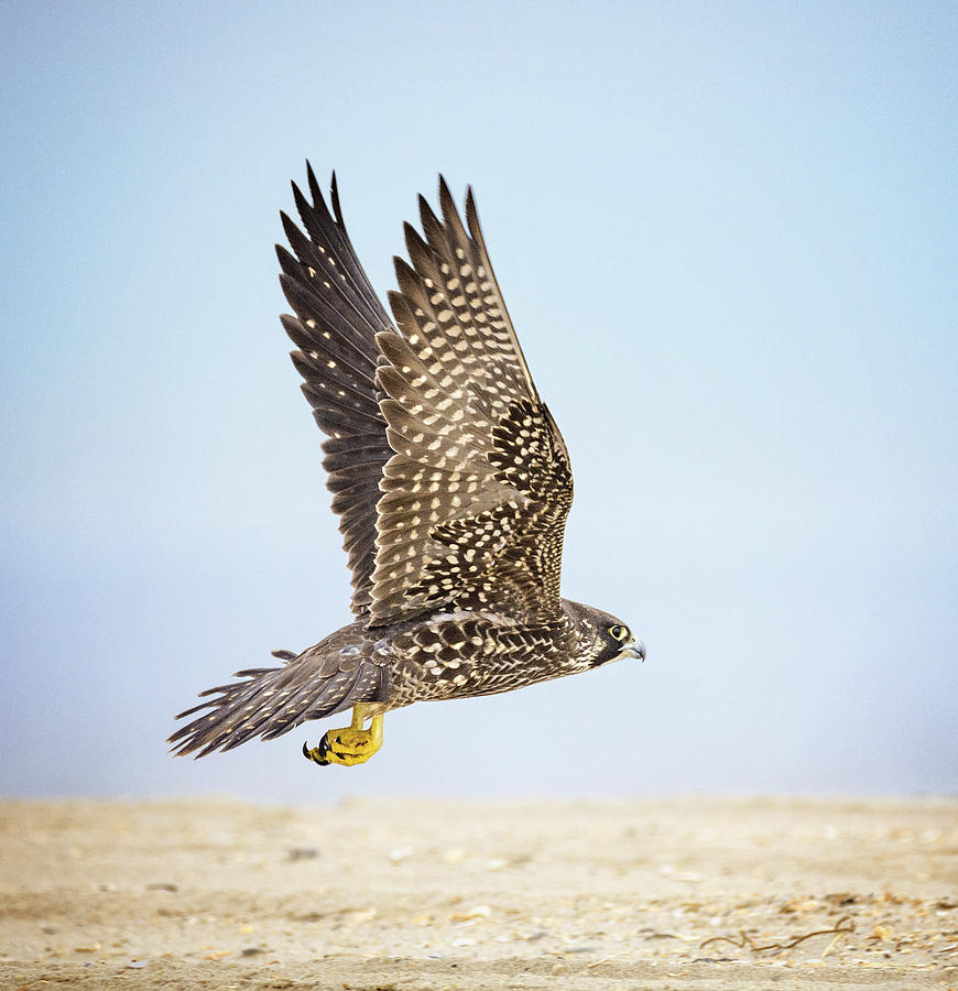 Peregrine Falcon in Flight with Wings Up at Jones Beach, Long Island Photograph by Vicki Jauron, Babylon and Beyond Photography