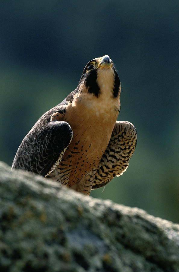 Peregrine Falcon In North America Photograph by Joseph Van Os