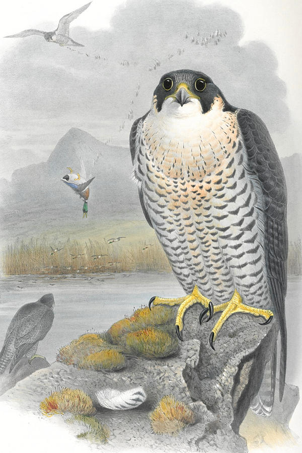 Peregrine Falcon. John Gould Drawing by World Art Collective