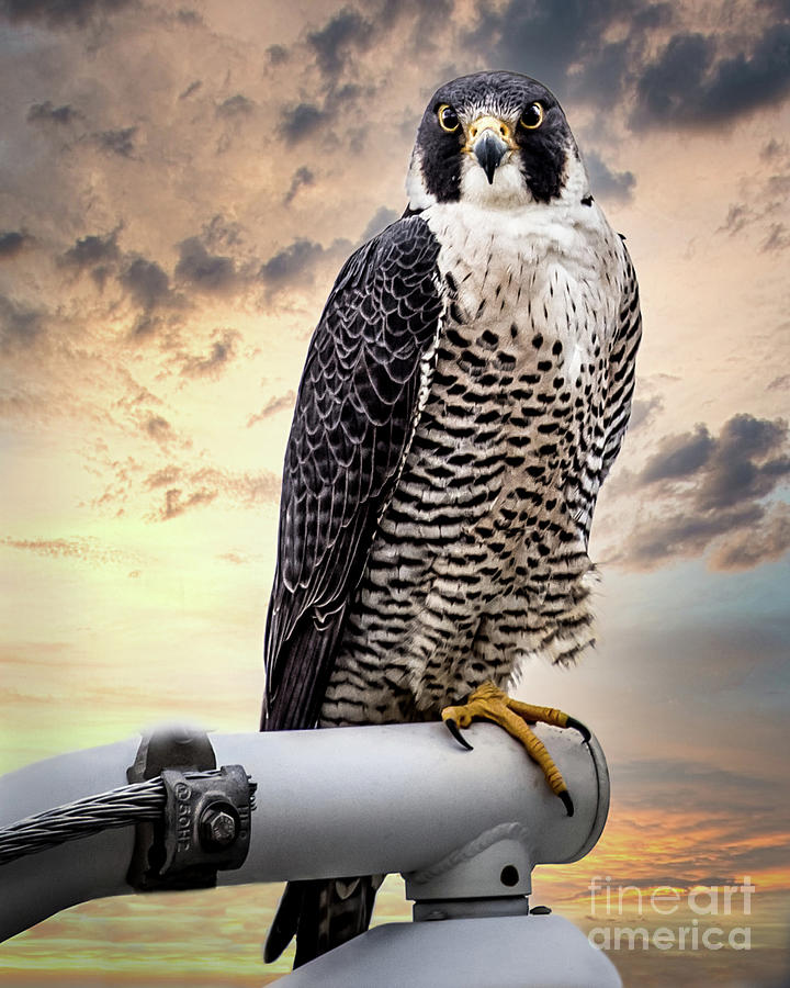 Peregrine Falcon Pyrography by Joseph Miko