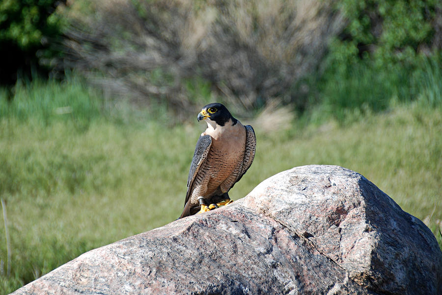 Peregrine Falcon Photograph by Katherine Nutt