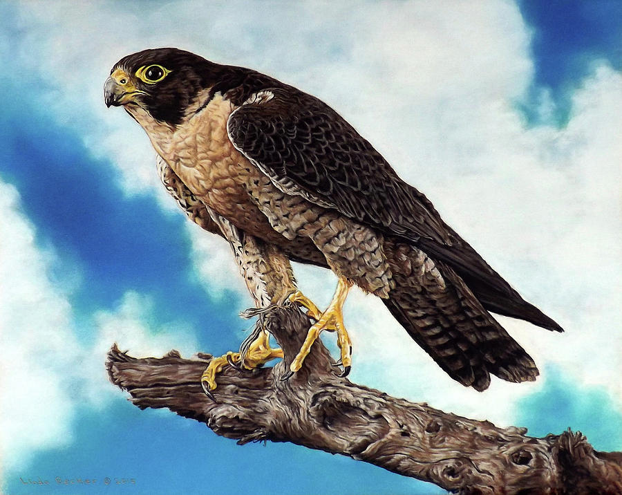 Peregrine Falcon Painting by Linda Becker