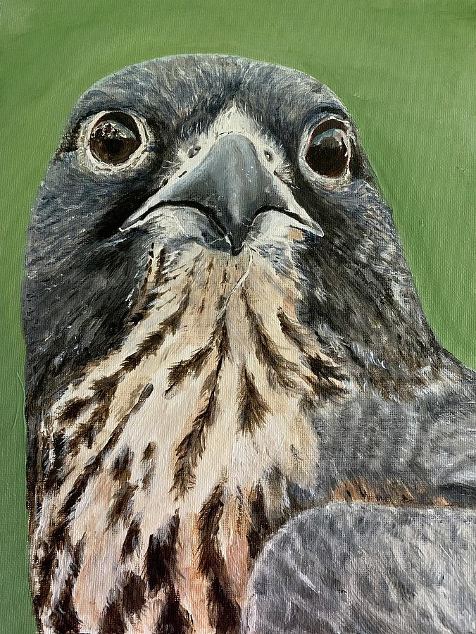 Peregrine falcon  Painting by Lynn Shaffer