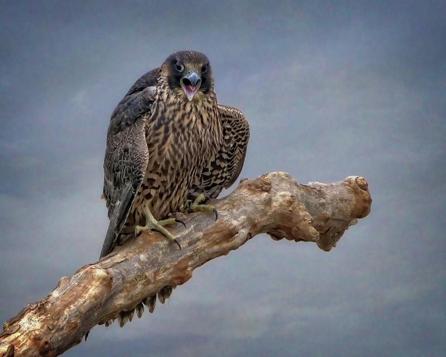 Peregrine Falcon Make Some Noise Photograph by Leslie Reagan Pixels