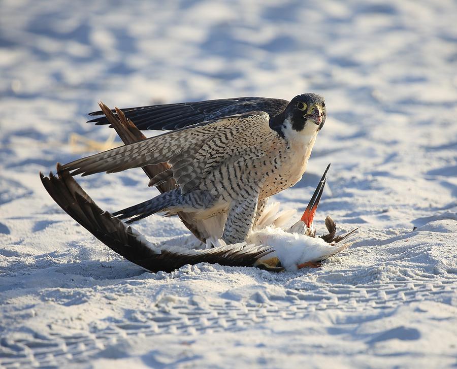 Peregrine Falcon Photograph by Mingming Jiang
