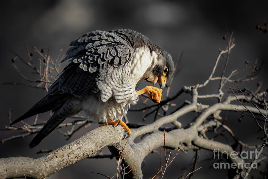 Peregrine Falcon On A Favorite Perch Photograph