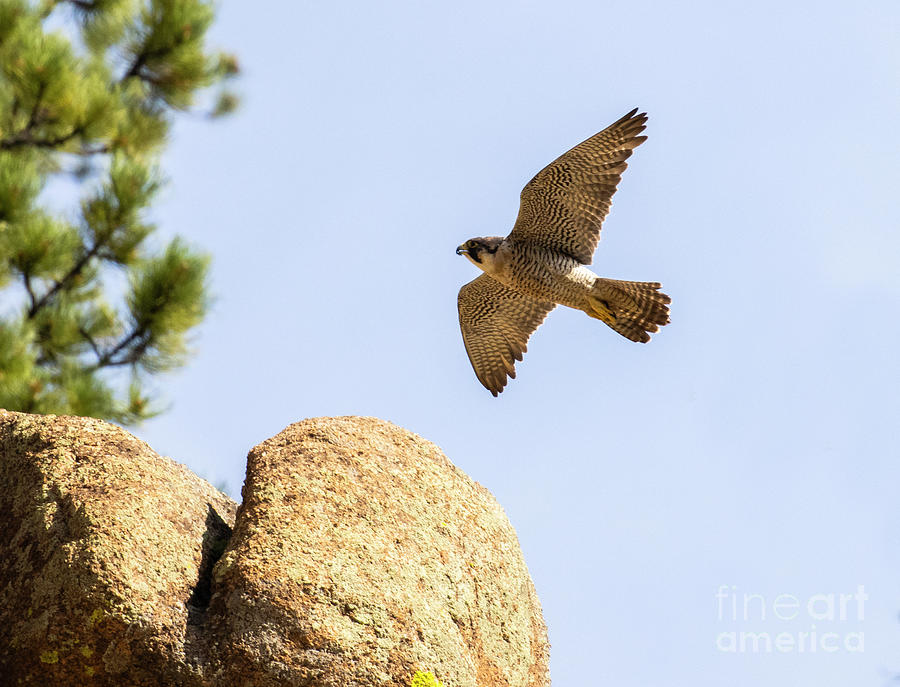 Peregrine Falcon Over the Rocks Photograph by Steven Krull