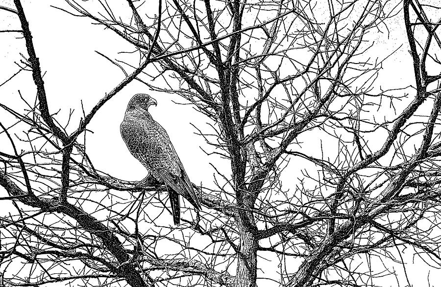 Peregrine Falcon perched in tree Drawing by GeorgePeters