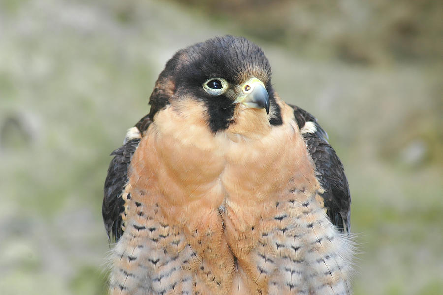 Peregrine Falcon Portrait Photograph by Jerry Griffin