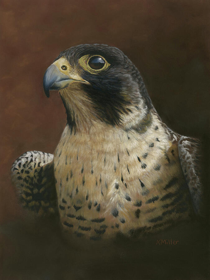 Peregrine Falcon Portrait Pastel by Kathie Miller