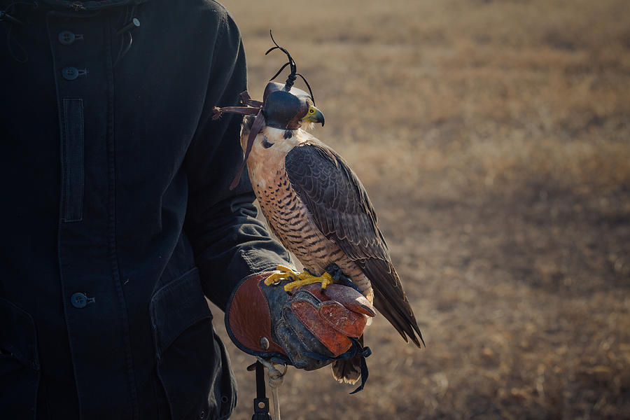 Peregrine falcon sitting on falconry hand Photograph by Wild Horse Photography
