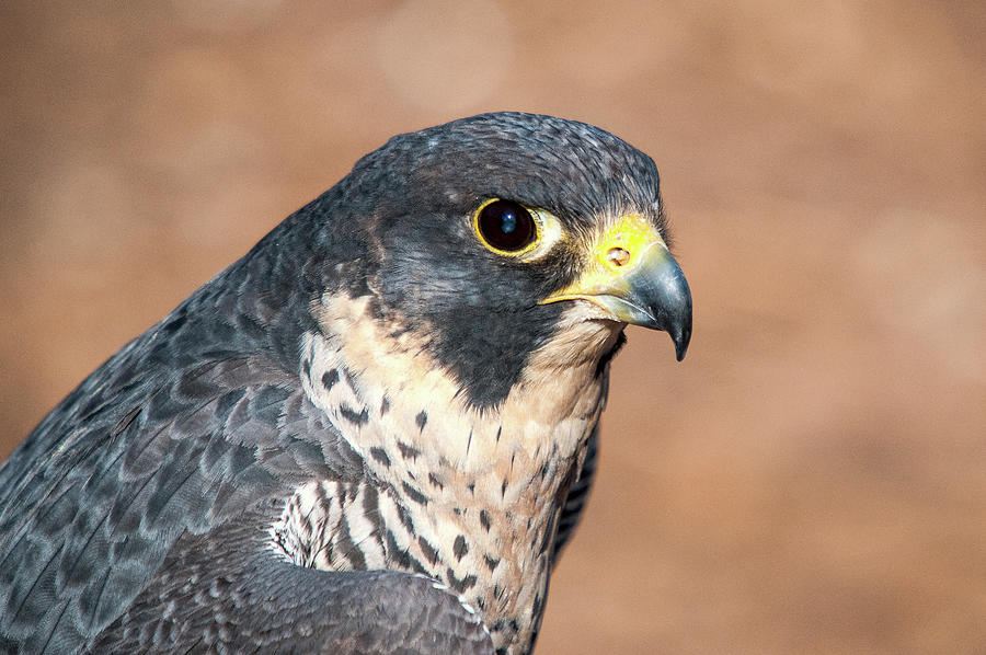 Peregrine Falcon Photograph by Steve Stuller