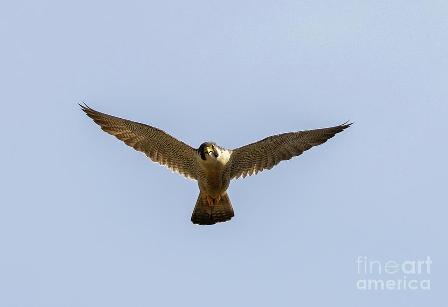 Peregrine Falcon Photograph by Steven Krull