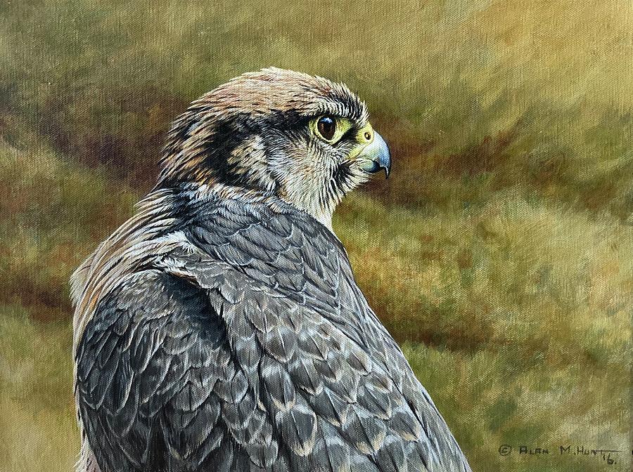Peregrine Falcon Study Painting by Alan M Hunt