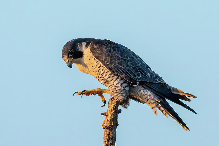 Peregrine Falcon Talon Lift Photograph by Bradford Martin