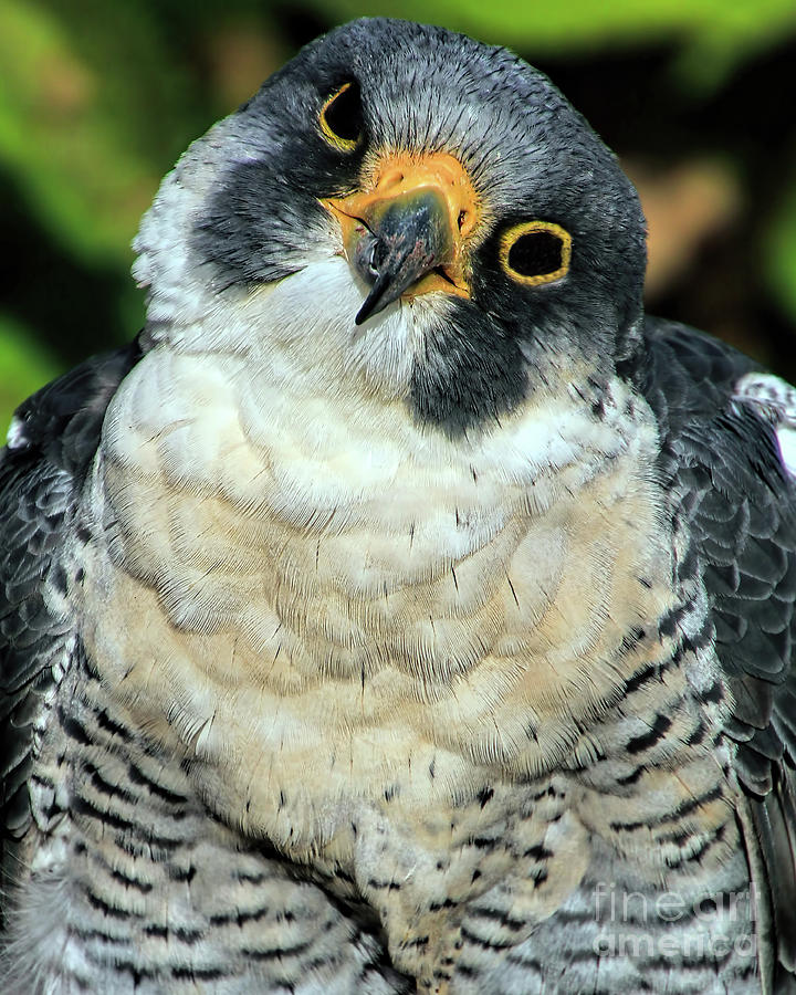 Peregrine Falcon Photograph by Tom Watkins PVminer pixs