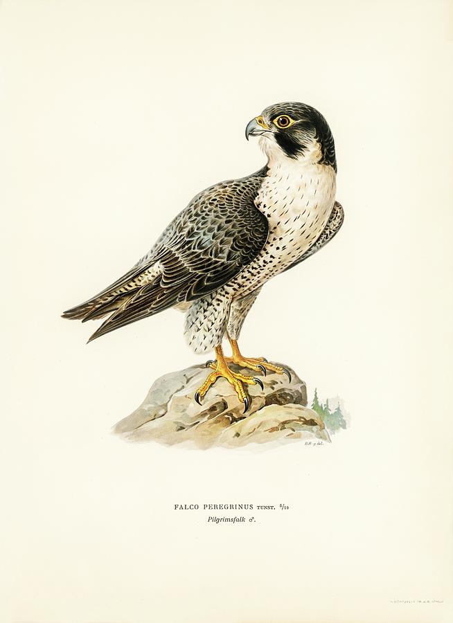 Peregrine Falcon Mixed Media by World Art Collective