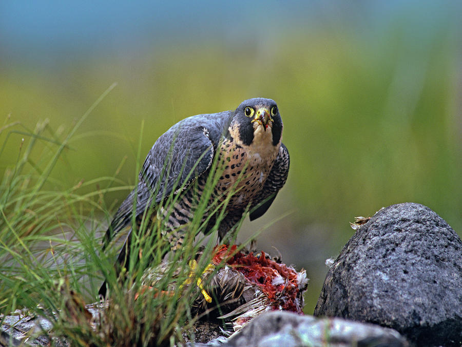 Falcon Photograph - Peregrine Falcon with Duck by Tim Fitzharris