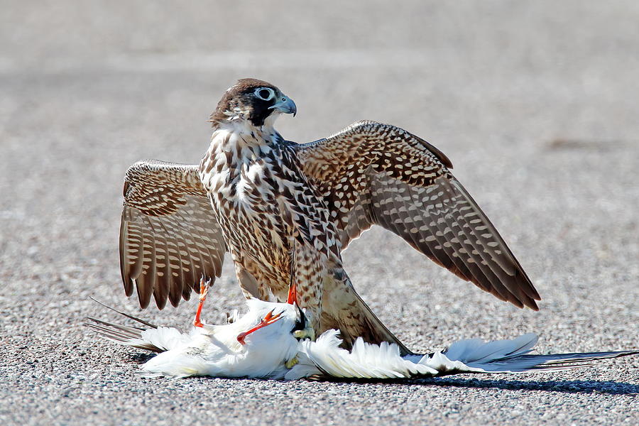 Peregrine Falcon With Prey Photograph by Daniel Caracappa - Fine Art ...