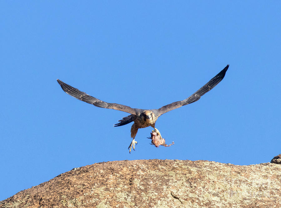Peregrine Falcon with Prey Photograph by Steven Krull