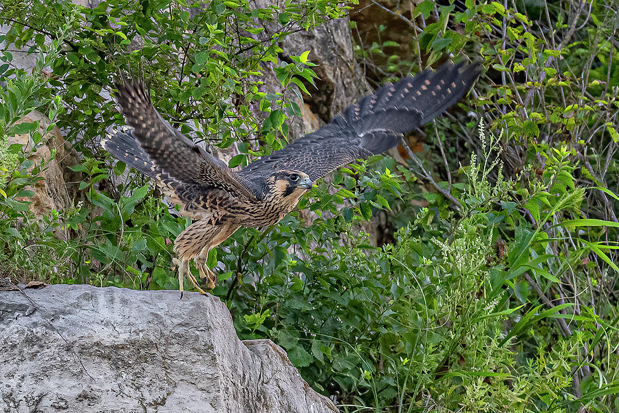 Peregrine Fledgling In Flight #3 Photograph By Morris Finkelstein ...