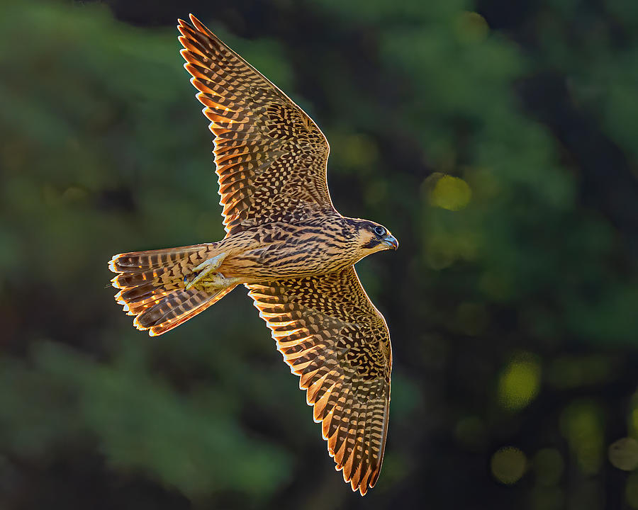 Peregrine Fledgling In Flight 4 Photograph By Morris Finkelstein