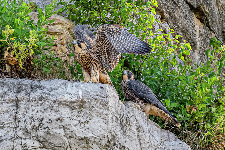 Peregrine Fledglings Perched #3 Photograph By Morris Finkelstein - Fine ...